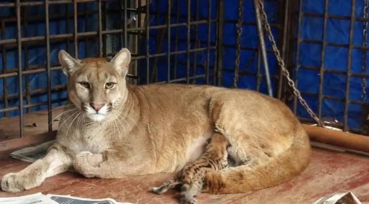 Diario HOY | Eligen nombre del bebé puma: se llama Aramí